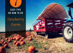 Here are 7 easy tips on how to do Dewberry Farm Dewberry Farm in Houston texas