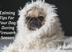 8 Calming Tips For Your Dog During Firework Season 8 Calming Tips For Your Dog During Firework Season