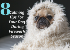 8 Calming Tips For Your Dog During Firework Season 8 Calming Tips For Your Dog During Firework Season